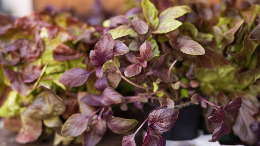 Aprendi que, quando você cuida da terra, a terra cuida de você especialmente com meu manjericão roxo