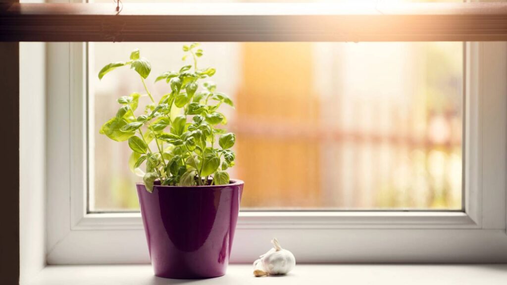 Plantar manjericão em casa custa pouco, rende bem e ainda ajuda no bem-estar emocional