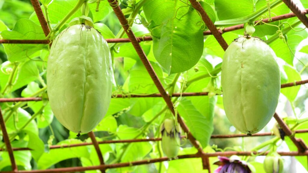 Plantar maracujá gigante exige atenção a um detalhe que muita gente ignora