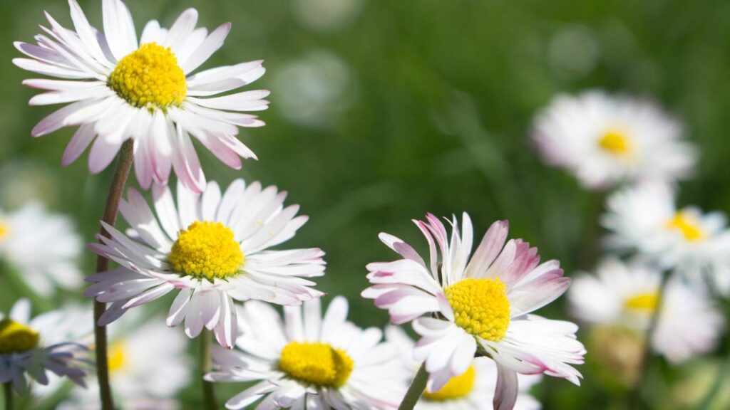 A margarida é o símbolo da pureza que renasce a cada estação e ilumina qualquer cantinho da casa