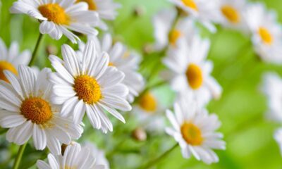 A margarida é o símbolo da pureza que renasce a cada estação e ilumina qualquer cantinho da casa