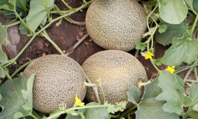 Como plantar melão e perceber uma diferença clara no sabor dos frutos