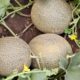 Como plantar melão e perceber uma diferença clara no sabor dos frutos