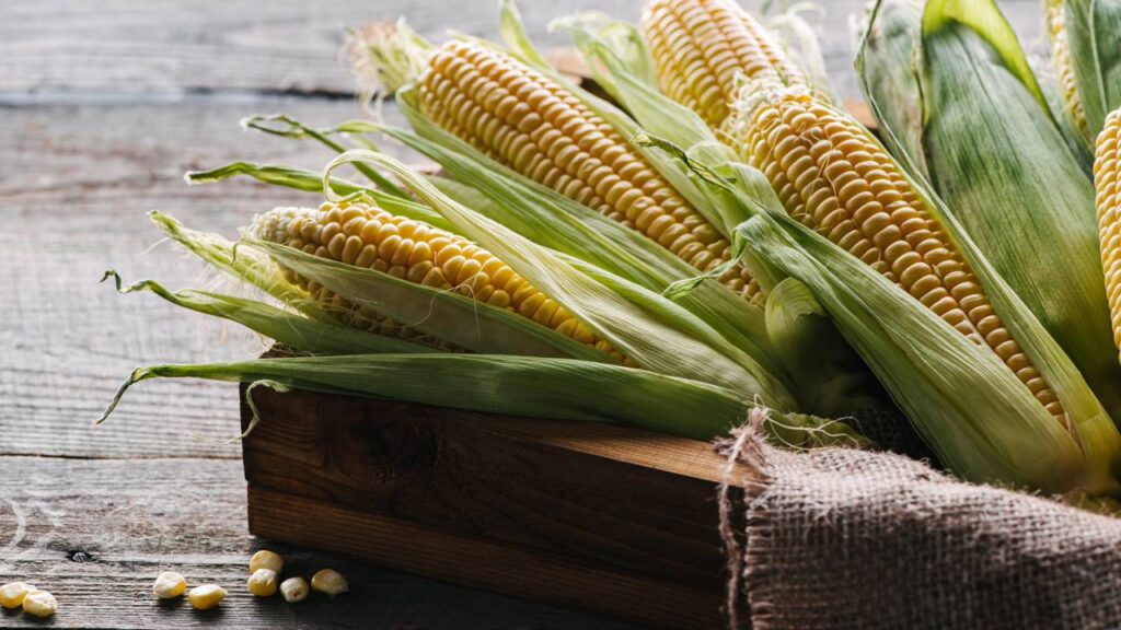 Guardar milho verde do jeito errado faz ele perder a cor rapidamente