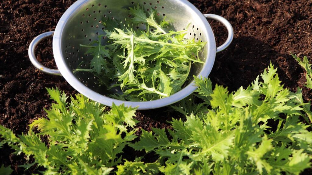 Essa folha tem sabor picante e surpreende quem busca substituir o wasabi