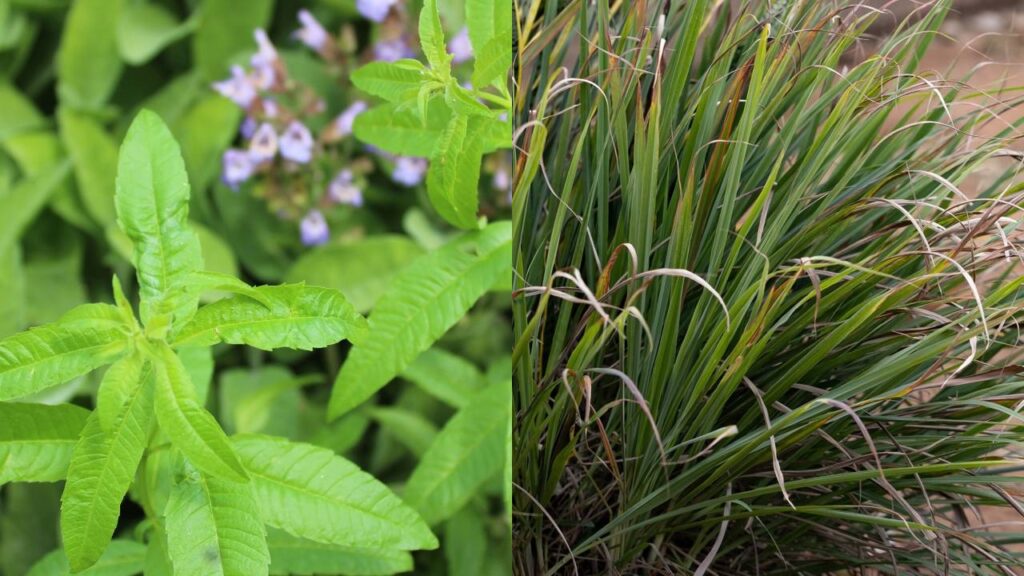Algumas plantas perfumadas deixam o clima mais leve e afastam pragas naturalmente