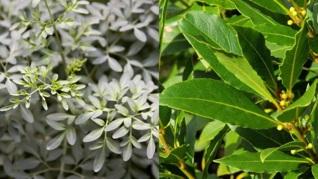 A arruda e o louro escondem um efeito curioso que deixa a casa mais leve