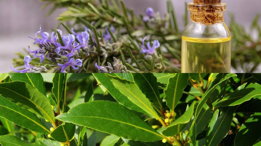 Plantas que afastam baratas e deixam a casa com cheiro de natureza