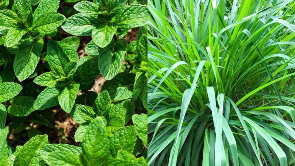 Capim cidreira e hortelã afastam mosquitos e ainda rendem chás deliciosos para relaxar no fim do dia