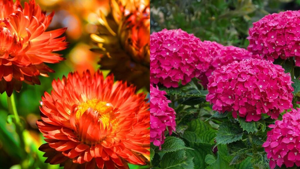 Hortênsias e sempre-vivas combinam perfeitamente com o estilo rústico e deixam a casa mais acolhedora
