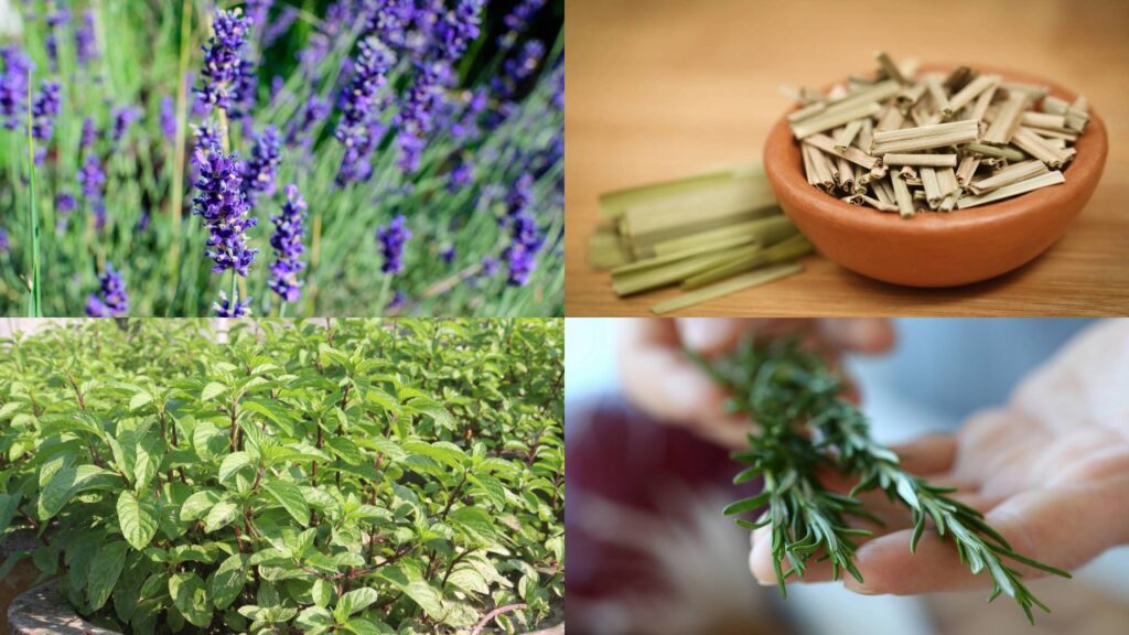 5 plantas que afastam mosquitos e ficam perfeitas em varandas pequenas sem precisar de muito cuidado