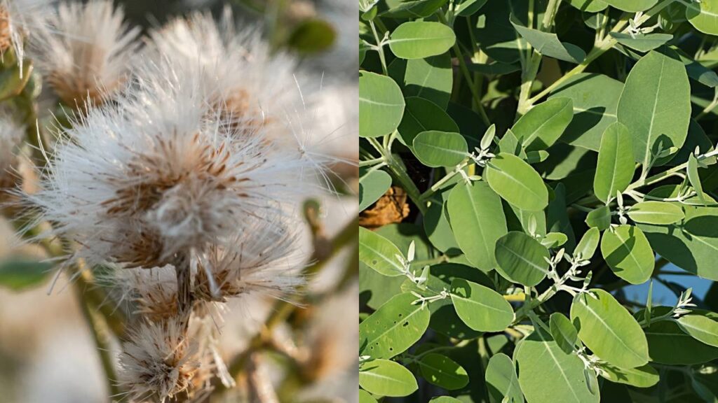 Plantas que afastam cupins e ajudam a conservar móveis de madeira usando aromas naturais