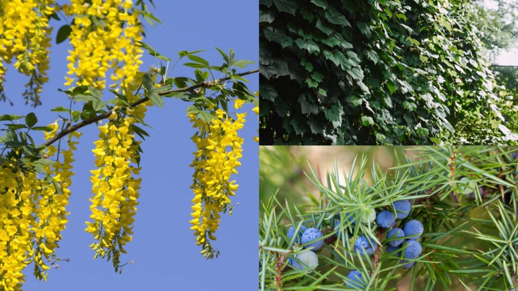 A combinação natural que enche o jardim de movimento, cores e vida