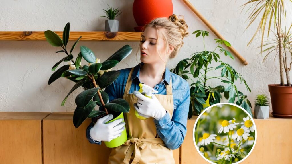 Pouca gente imagina, mas o chá de camomila pode influenciar mudas recém-plantadas