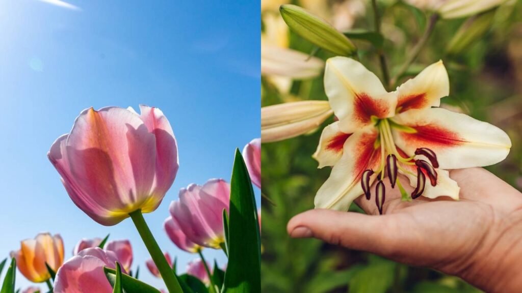 Essas flores transformam a mesa do jantar e o hall de entrada sem esforço