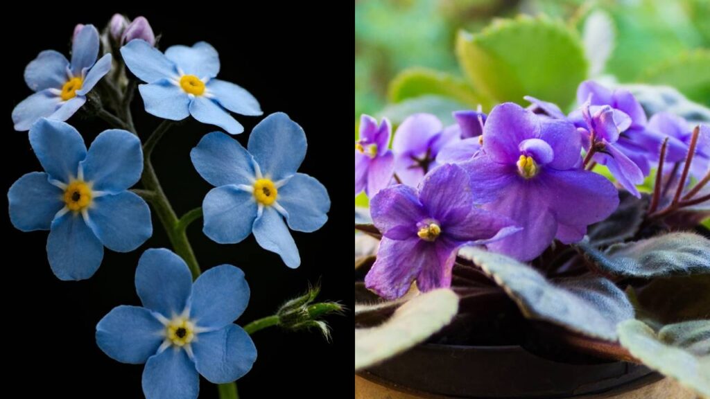 Essas 2 flores pequenas mudam completamente qualquer canto da casa