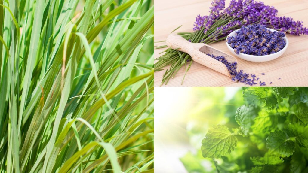 3 ervas poderosas que afastam pernilongos e perfumam o quarto