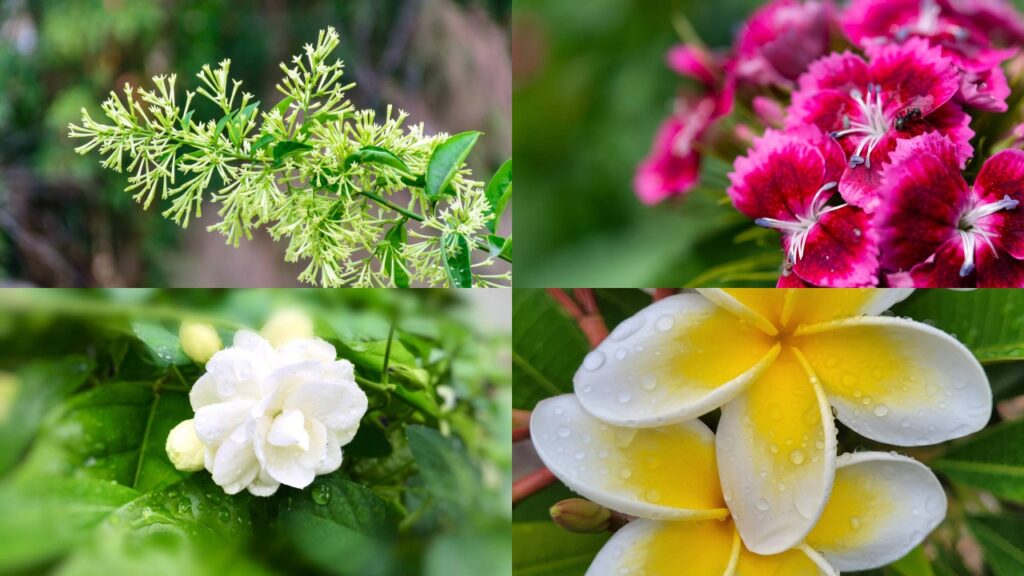 6 flores que combinam perfume suave e fácil manutenção