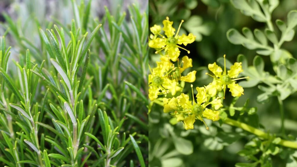 Essas plantas ajudam a afastar insetos sem precisar de spray