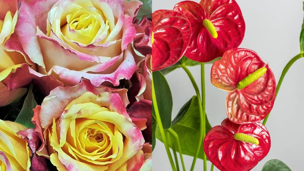Flores que duram mais tempo fazem toda a diferença na decoração de interiores