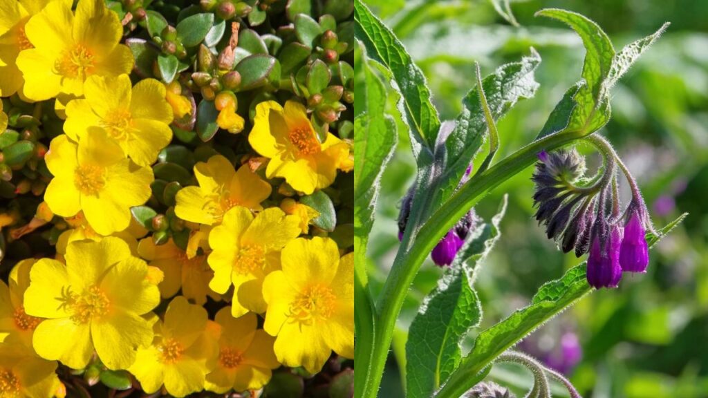 Essas plantas afastam insetos e ainda ajudam a recuperar o solo cansado do quintal
