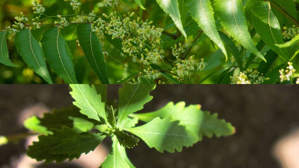 Essas plantas ajudam a afastar cupins e ainda protegem móveis de madeira em casa