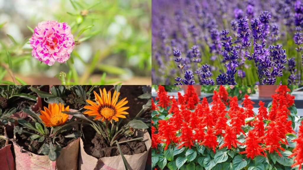 4 flores que deixam o jardim cheio de cor com pouca água