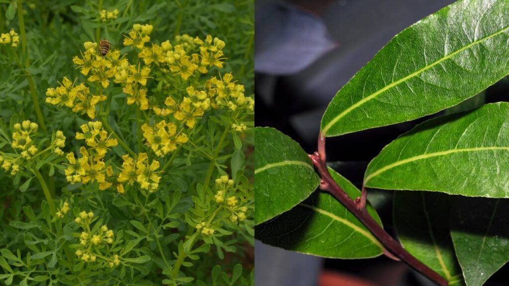 Baratas costumam aparecer à noite e essas plantas são usadas para ajudar a afastar