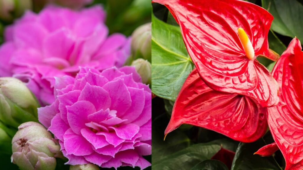 Essas flores são ideais para quem tem pouco tempo e quer a casa sempre florida