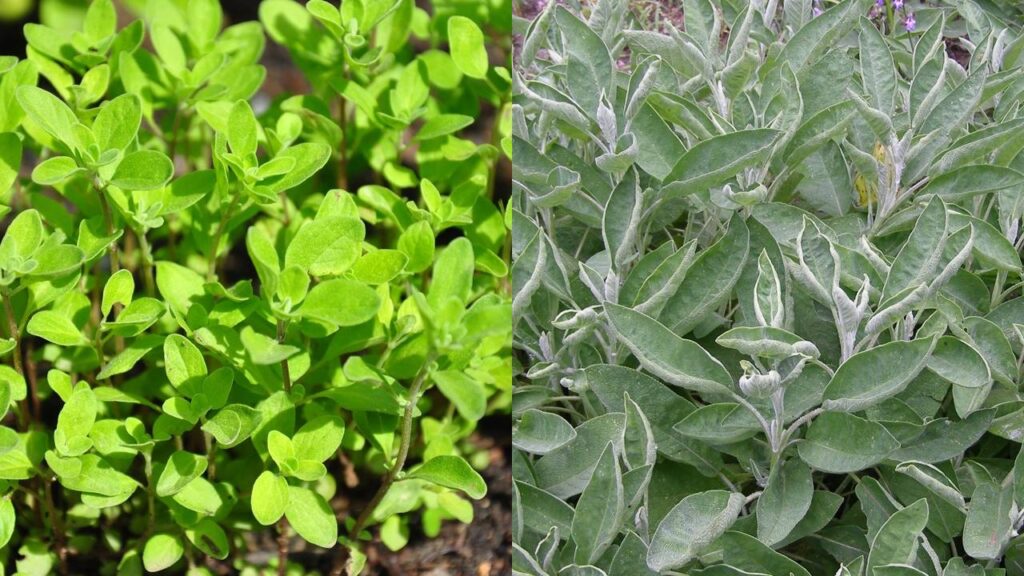 Essas plantas ajudam a afastar moscas e aguentam bem o sol forte do verão