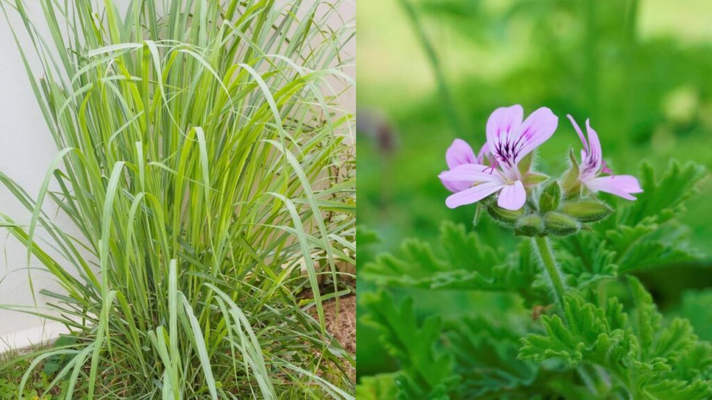 Se pernilongos não te deixam dormir, essas plantas ajudam a reduzir o incômodo