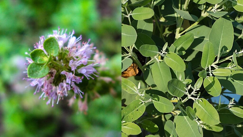 Essas plantas ajudam a manter pragas longe de locais úmidos da casa