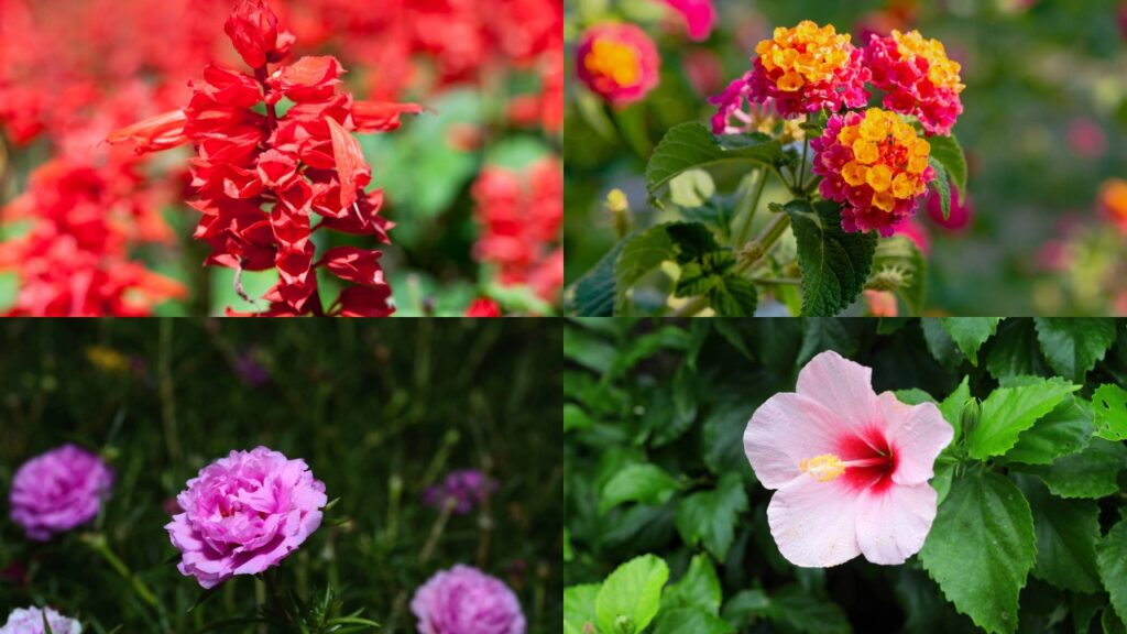 4 flores resistentes perfeitas para climas quentes e úmidos