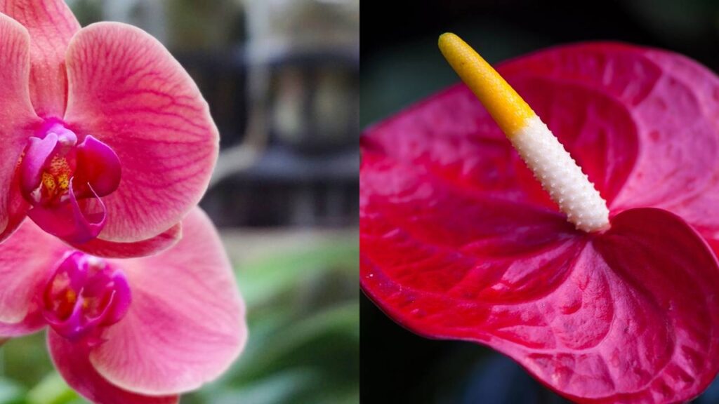 Essas flores ficam lindas por muito mais tempo no vaso dentro de casa