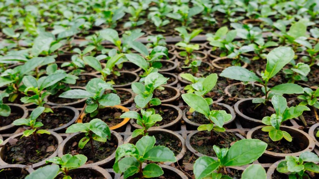 Antes de plantar erva-mate, entenda o que mantém a planta forte e bem controlada