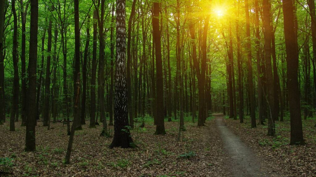 O silêncio repentino em alguns lugares chama atenção e causa estranheza