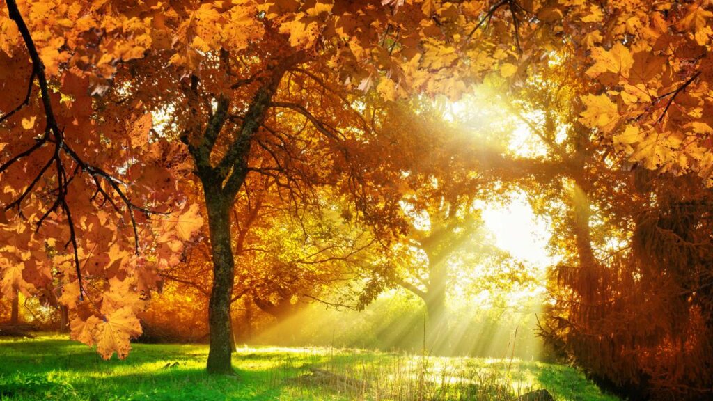 Um ciclo da natureza acontece diariamente, mas quase ninguém percebe