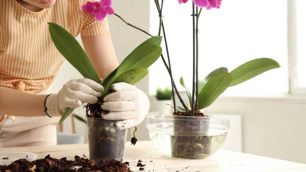 Cuidar dessa orquídea phalaenopsis me fez perceber algo que vai além da floração