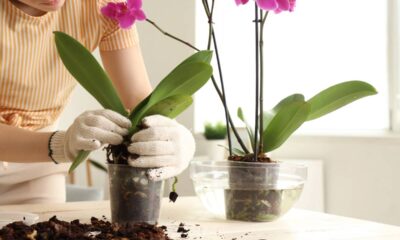 Cuidar dessa orquídea phalaenopsis me fez perceber algo que vai além da floração