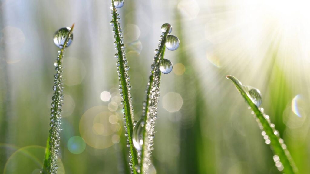 O orvalho surge mesmo sem frio e muita gente não entende o motivo