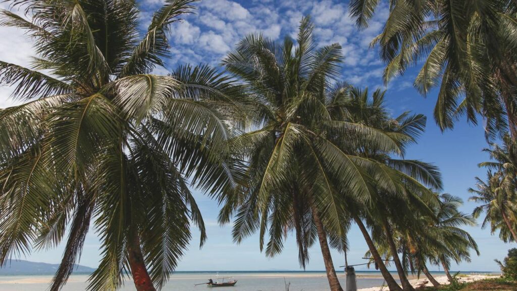 Há um motivo curioso por trás das folhas das palmeiras seguirem a luz