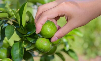 Veja quanto tempo o pé de limão demora para produzir e entenda por que muitos se surpreendem com o período da primeira colheita