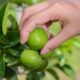 Veja quanto tempo o pé de limão demora para produzir e entenda por que muitos se surpreendem com o período da primeira colheita