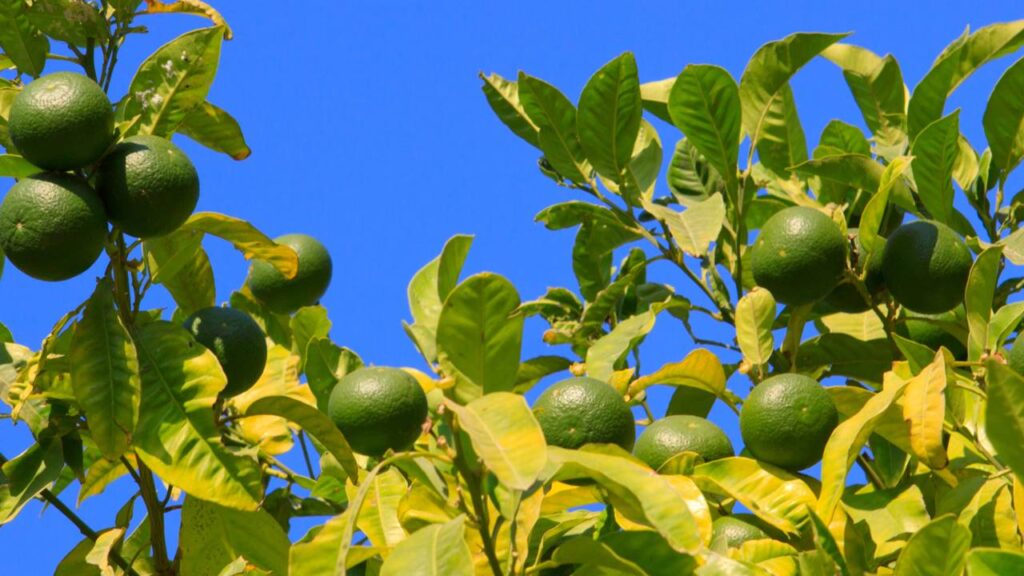 Veja quanto tempo o pé de limão demora para produzir e entenda por que muitos se surpreendem com o período da primeira colheita