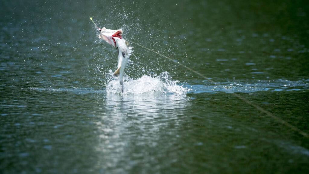 Por que certos peixes “pulam” fora d’água sem ameaça aparente