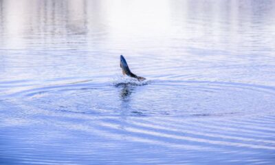 Por que certos peixes “pulam” fora d’água sem ameaça aparente