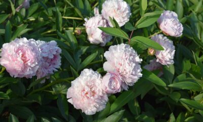 A peônia carrega um simbolismo que vai além da beleza das flores