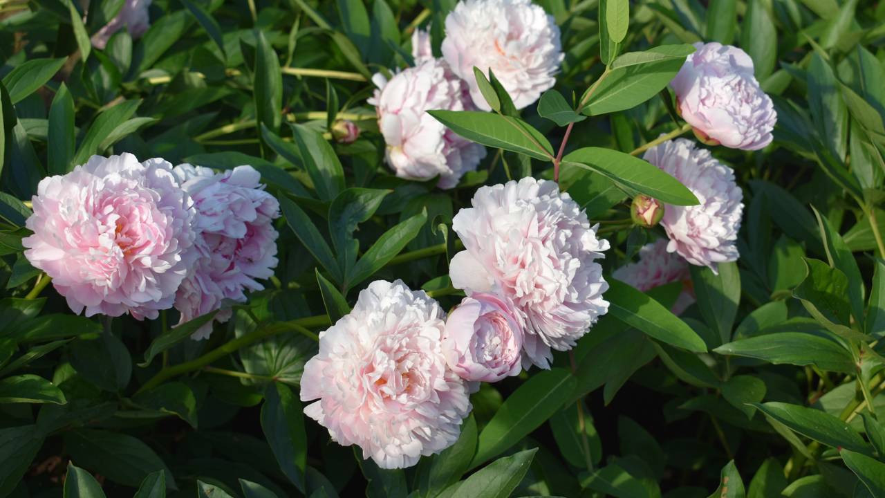 A peônia carrega um simbolismo que vai além da beleza das flores