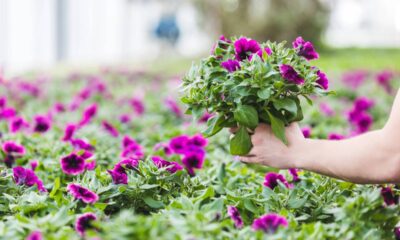 Há um motivo especial para a petúnia floresce tão rápido