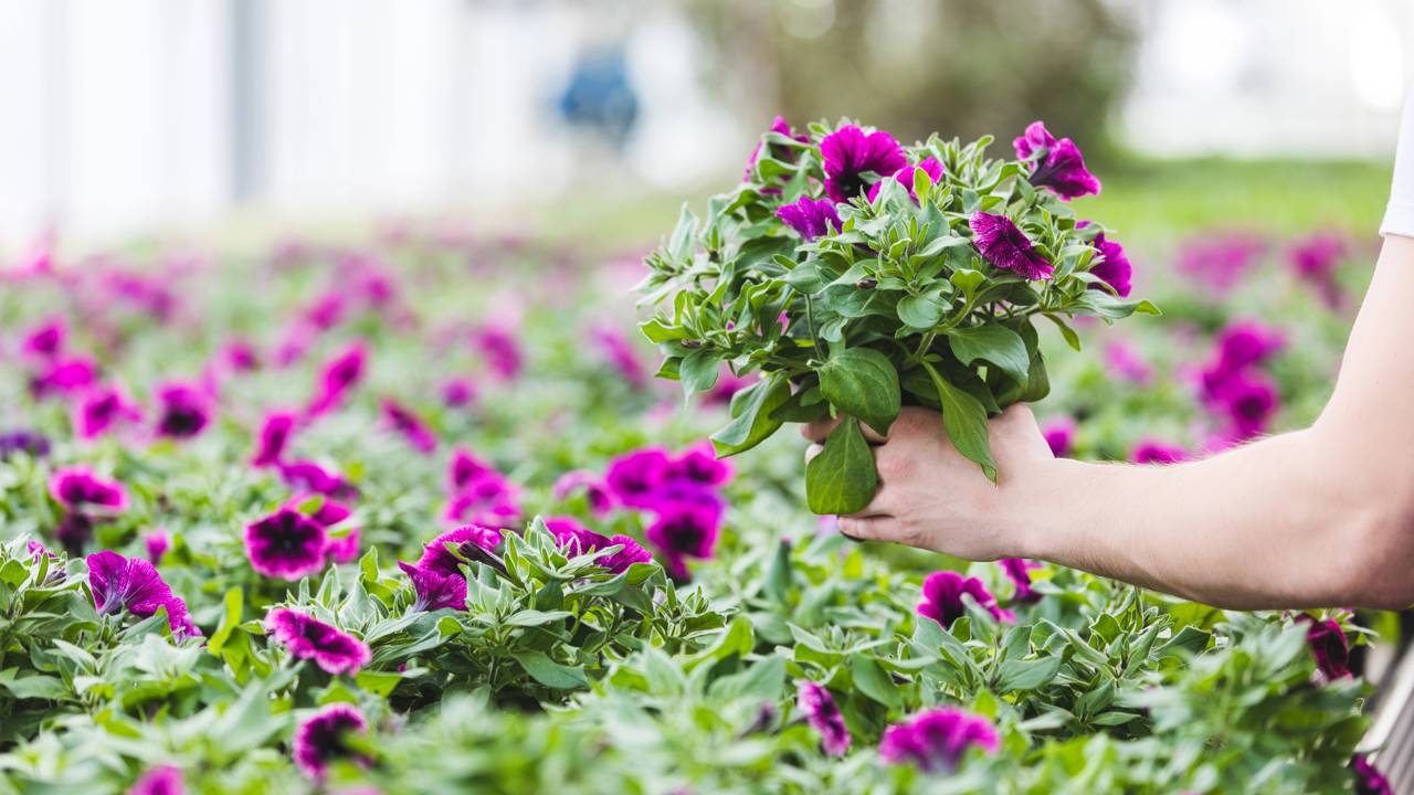 Há um motivo especial para a petúnia floresce tão rápido